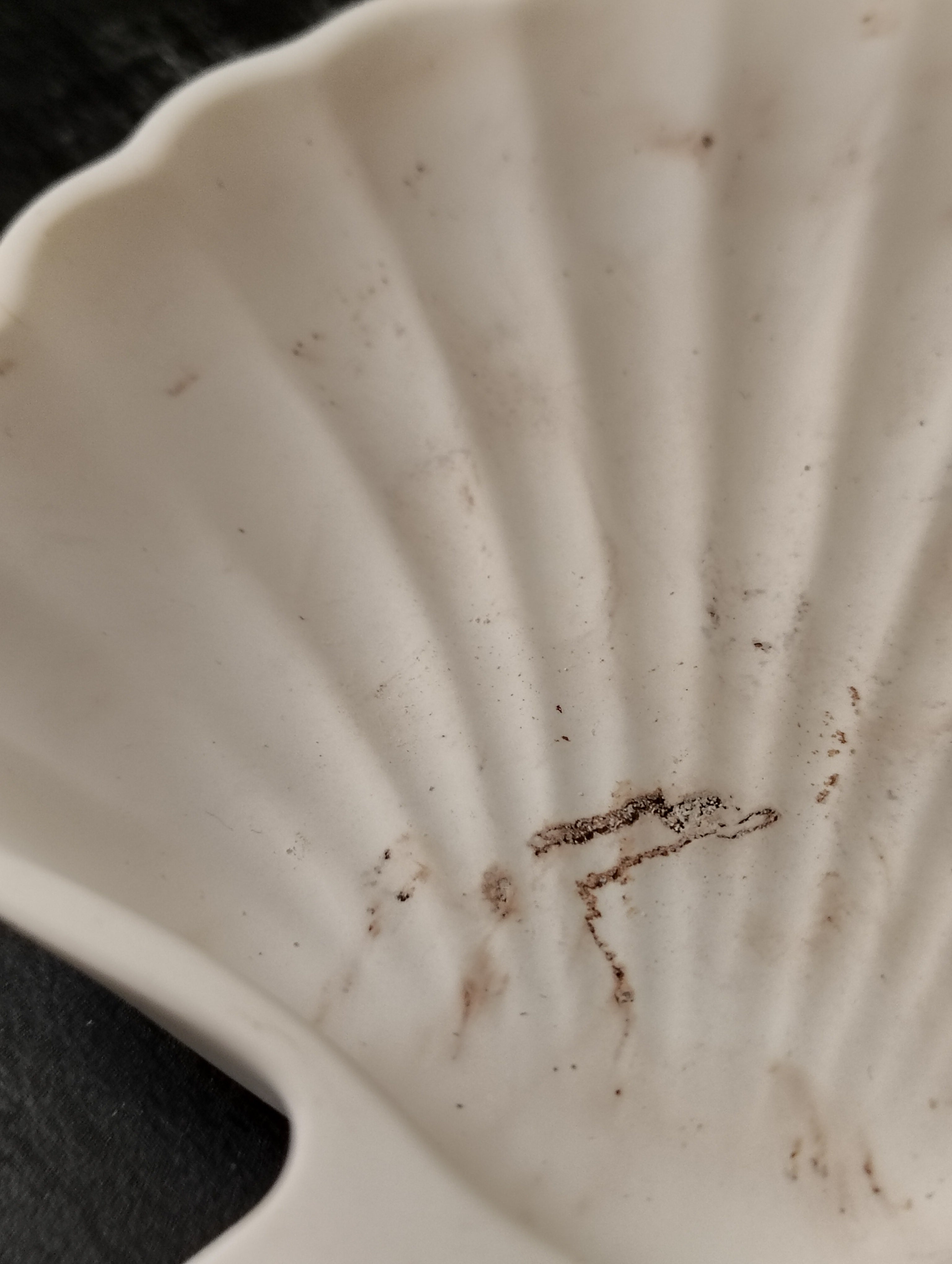 The Zariah Seashell Dish